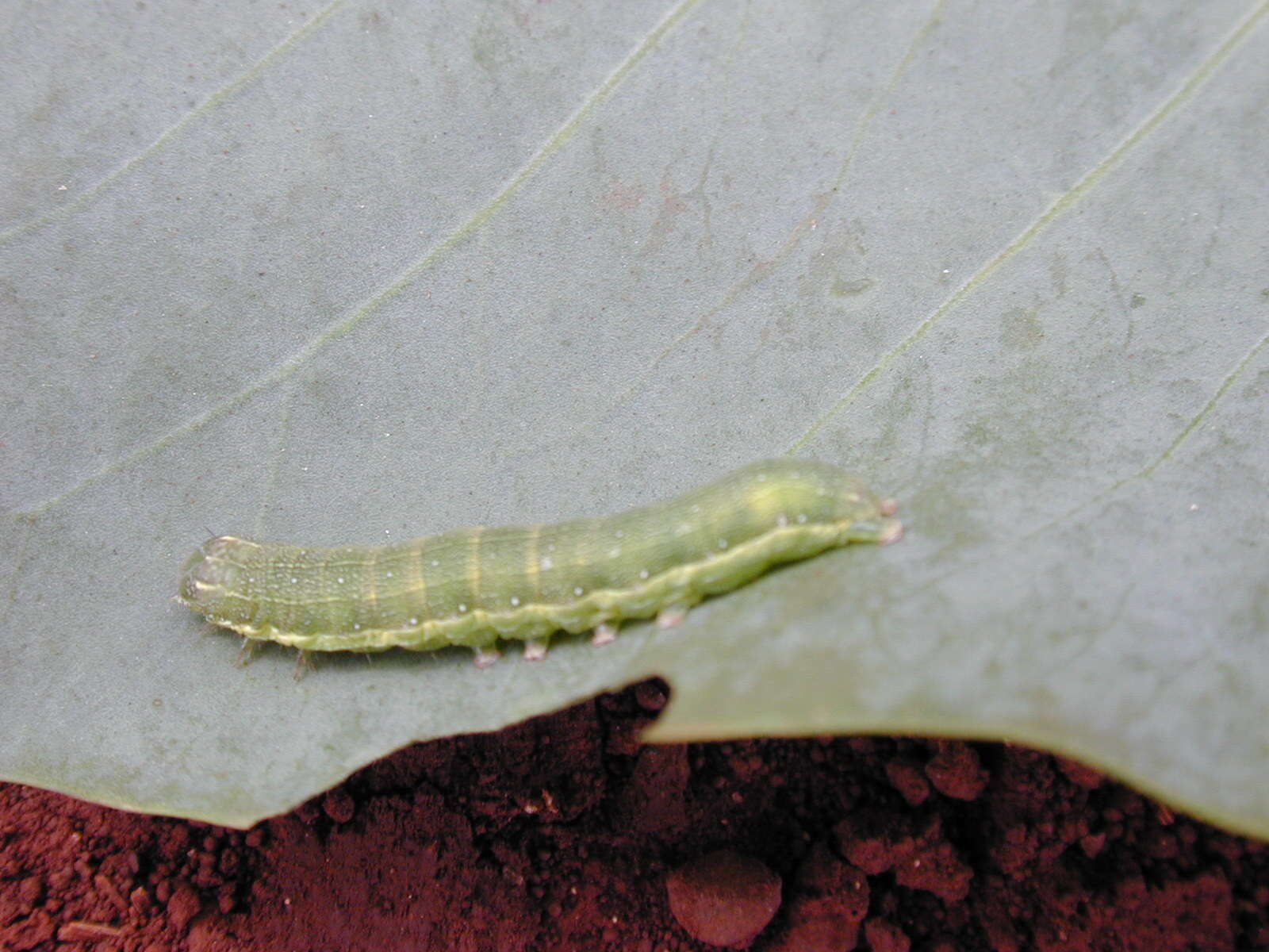 Image of tree tobacco