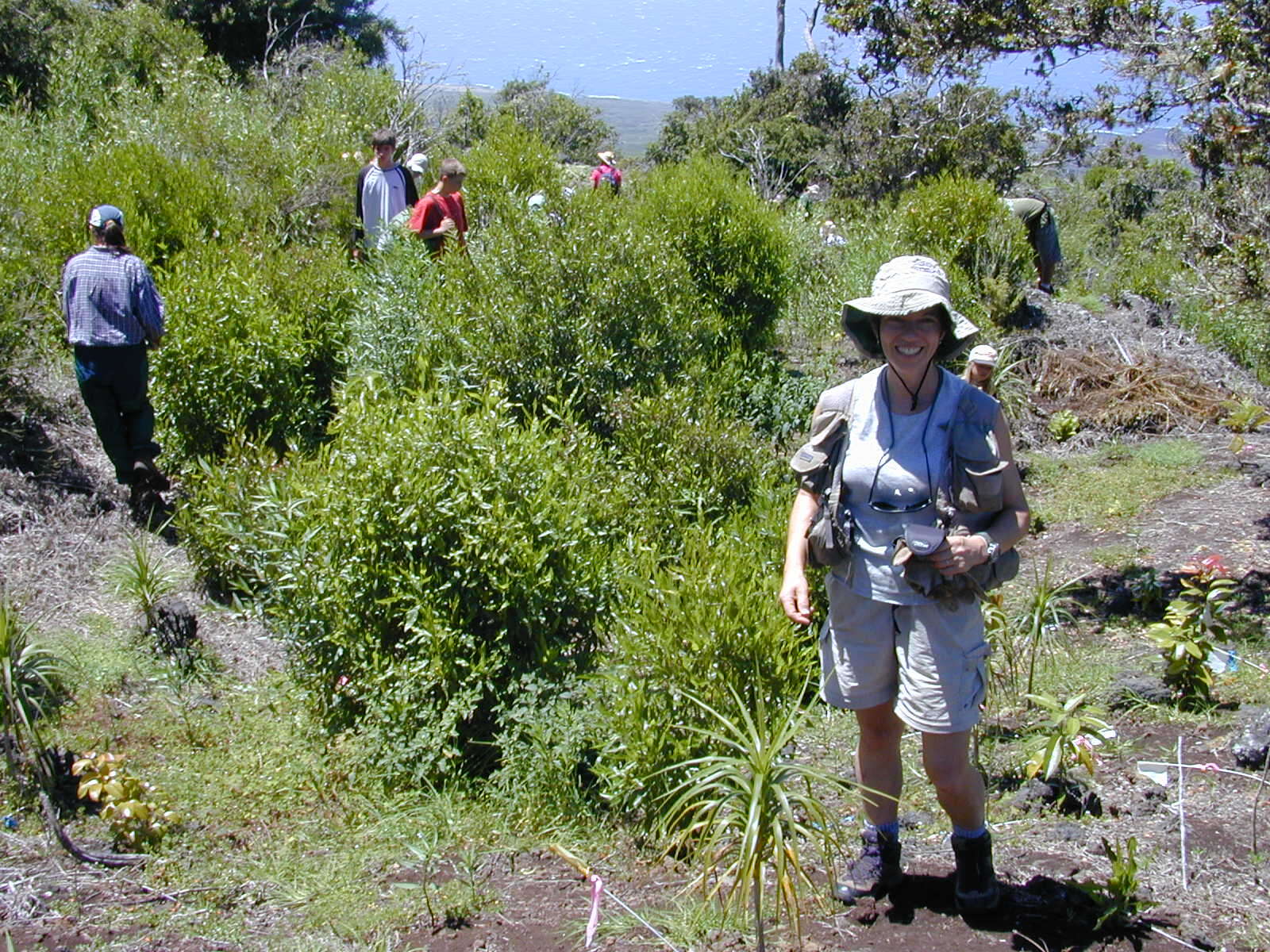 Plancia ëd Dracaena rockii (H. St. John) Jankalski