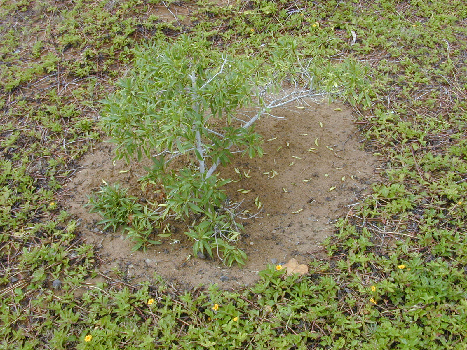 Myoporum sandwicense (A. DC.) Gray resmi