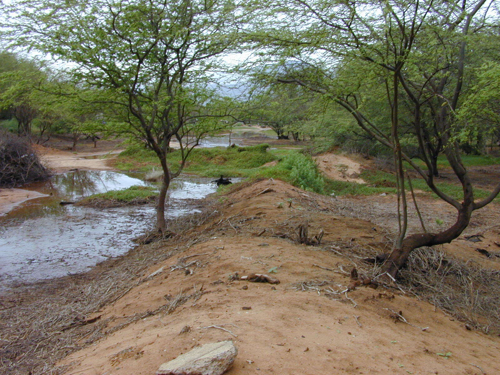 Image of shoreline seapurslane