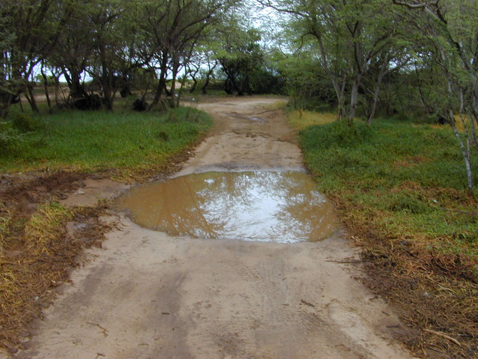 Image of shoreline seapurslane