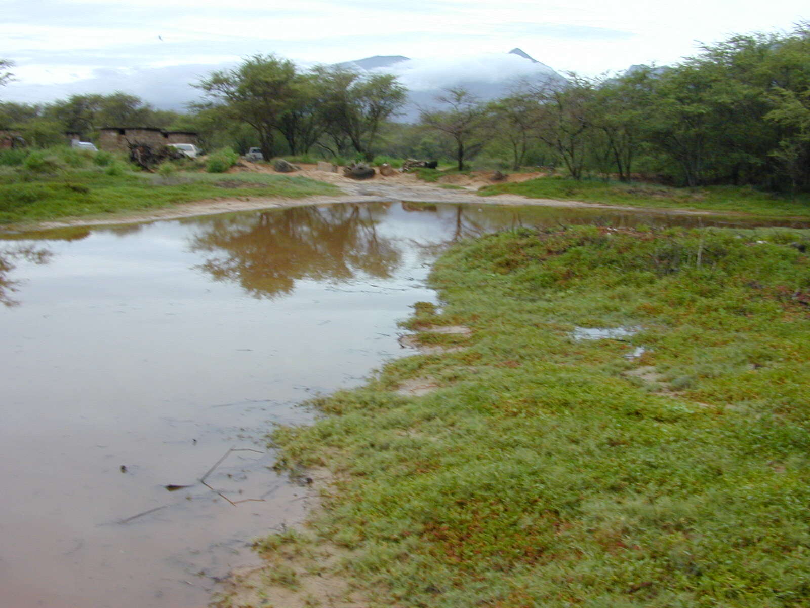 Image of shoreline seapurslane