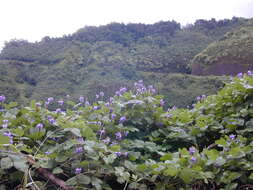 Image de Pueraria montana var. lobata (Willd.) Sanjappa & Pradeep