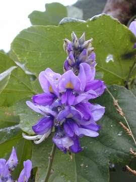 Image de Pueraria montana var. lobata (Willd.) Sanjappa & Pradeep