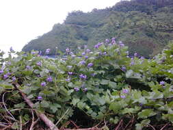 Image de Pueraria montana var. lobata (Willd.) Sanjappa & Pradeep