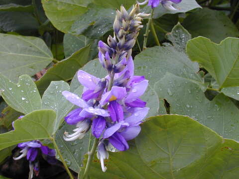 Image de Pueraria montana var. lobata (Willd.) Sanjappa & Pradeep