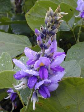 Image de Pueraria montana var. lobata (Willd.) Sanjappa & Pradeep