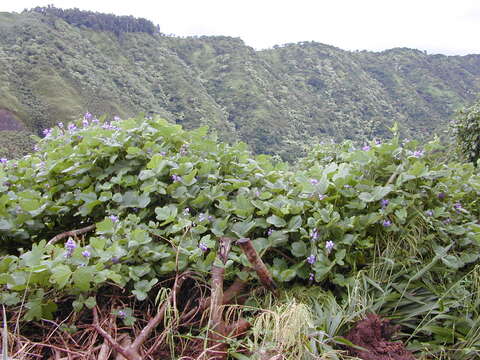 Image of East Asian arrowroot