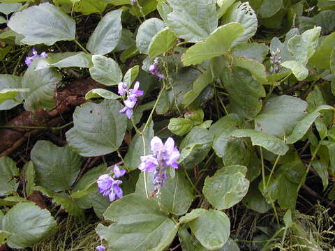 Image de Pueraria montana var. lobata (Willd.) Sanjappa & Pradeep