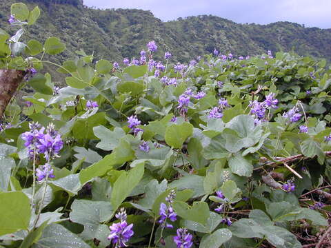 Image de Pueraria montana var. lobata (Willd.) Sanjappa & Pradeep