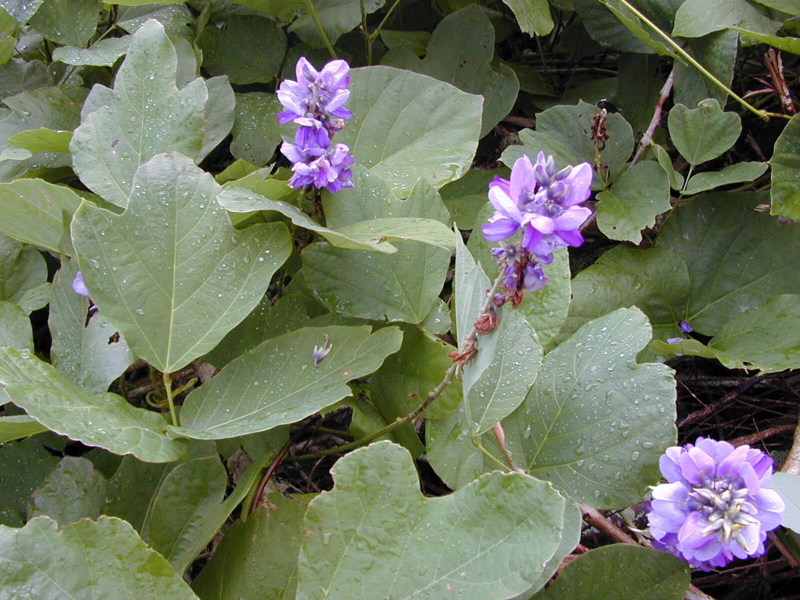 Image de Pueraria montana var. lobata (Willd.) Sanjappa & Pradeep