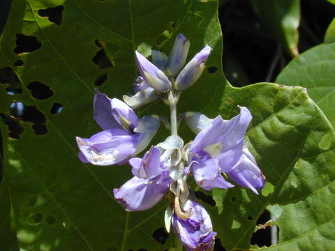 Image de Pueraria montana var. lobata (Willd.) Sanjappa & Pradeep