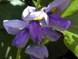 Image de Pueraria montana var. lobata (Willd.) Sanjappa & Pradeep
