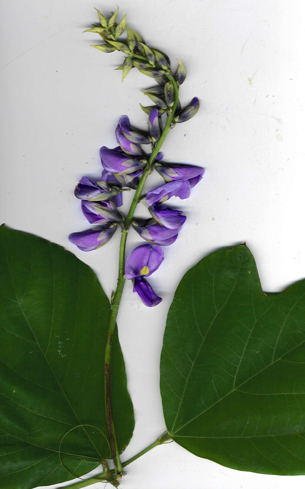 Слика од Pueraria montana var. lobata (Willd.) Sanjappa & Pradeep