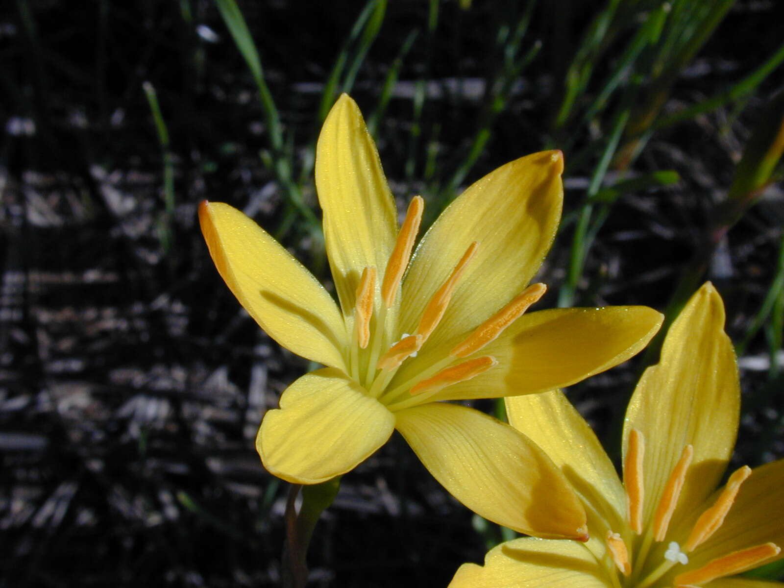 Image of citron zephyrlily