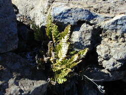 Imagem de Asplenium adiantum-nigrum L.