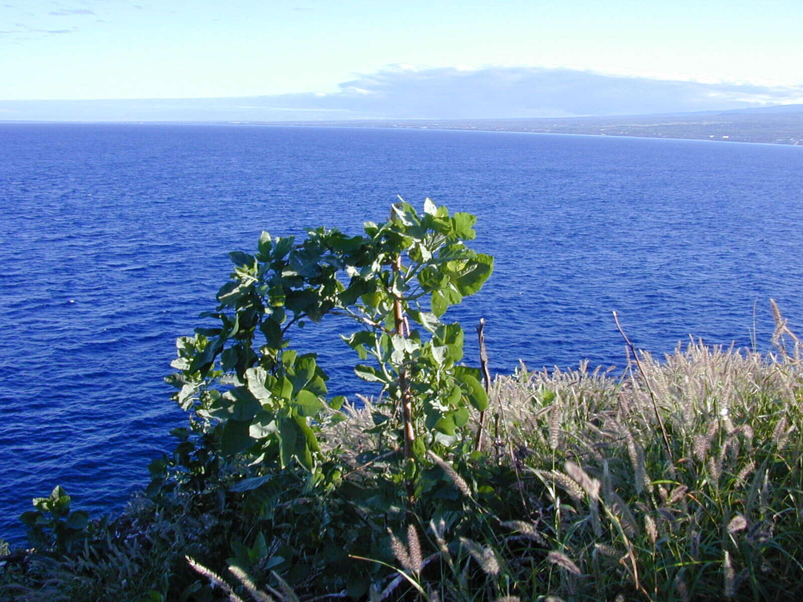 Image of tree tobacco