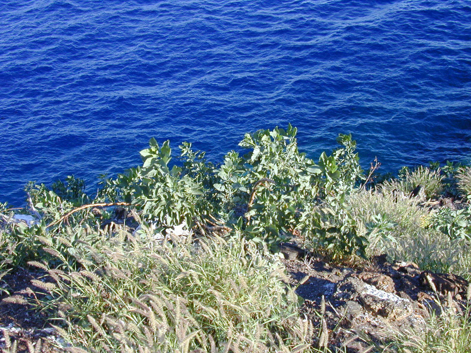 Image of tree tobacco