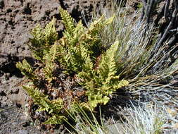 Imagem de Asplenium adiantum-nigrum L.