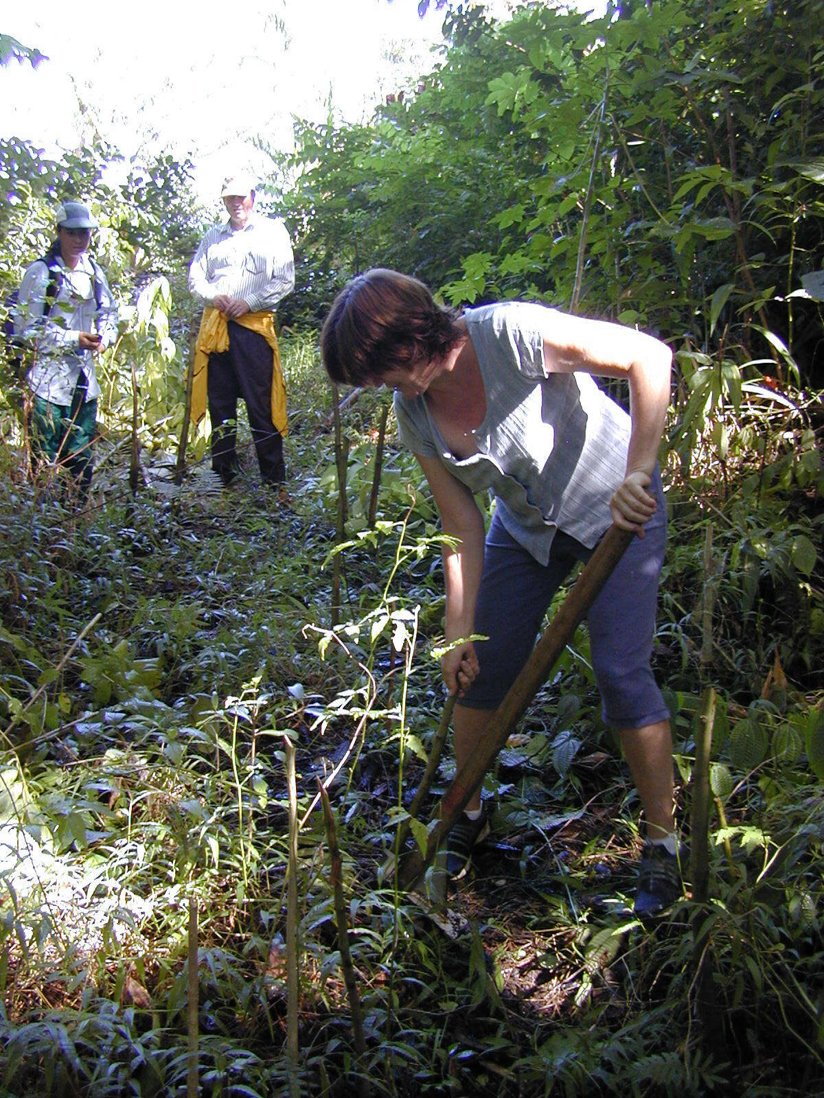 Image of higuillo de hoja menuda