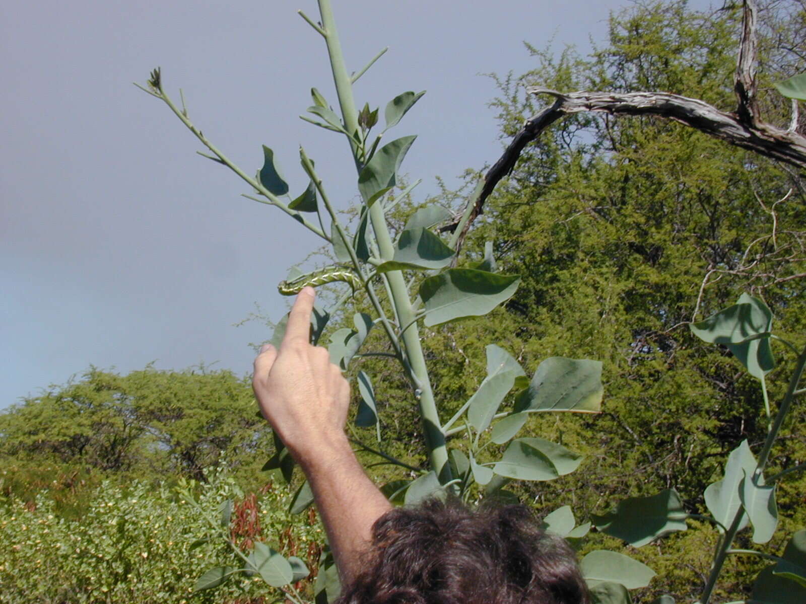 Image of tree tobacco