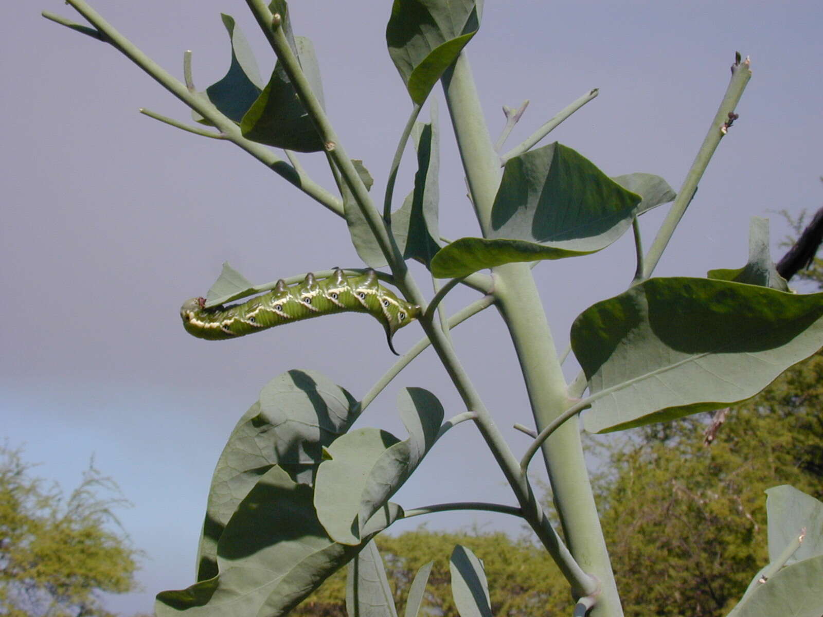 Image of tree tobacco