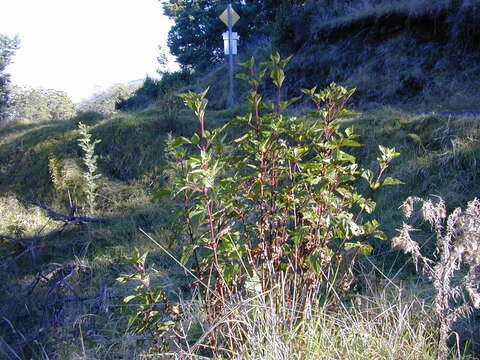 صورة Ageratina adenophora (Spreng.) R. King & H. Rob.