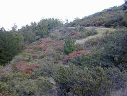 Sivun Cotoneaster pannosus Franch. kuva