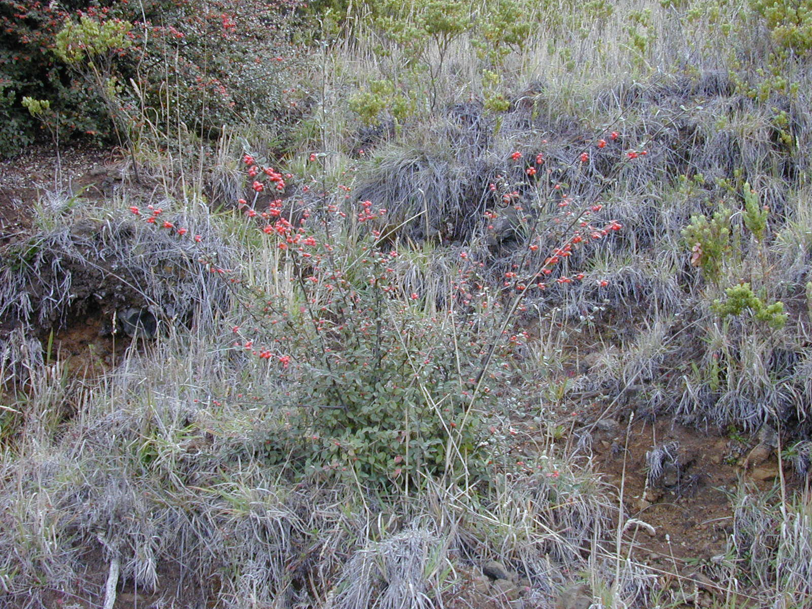 Sivun Cotoneaster pannosus Franch. kuva