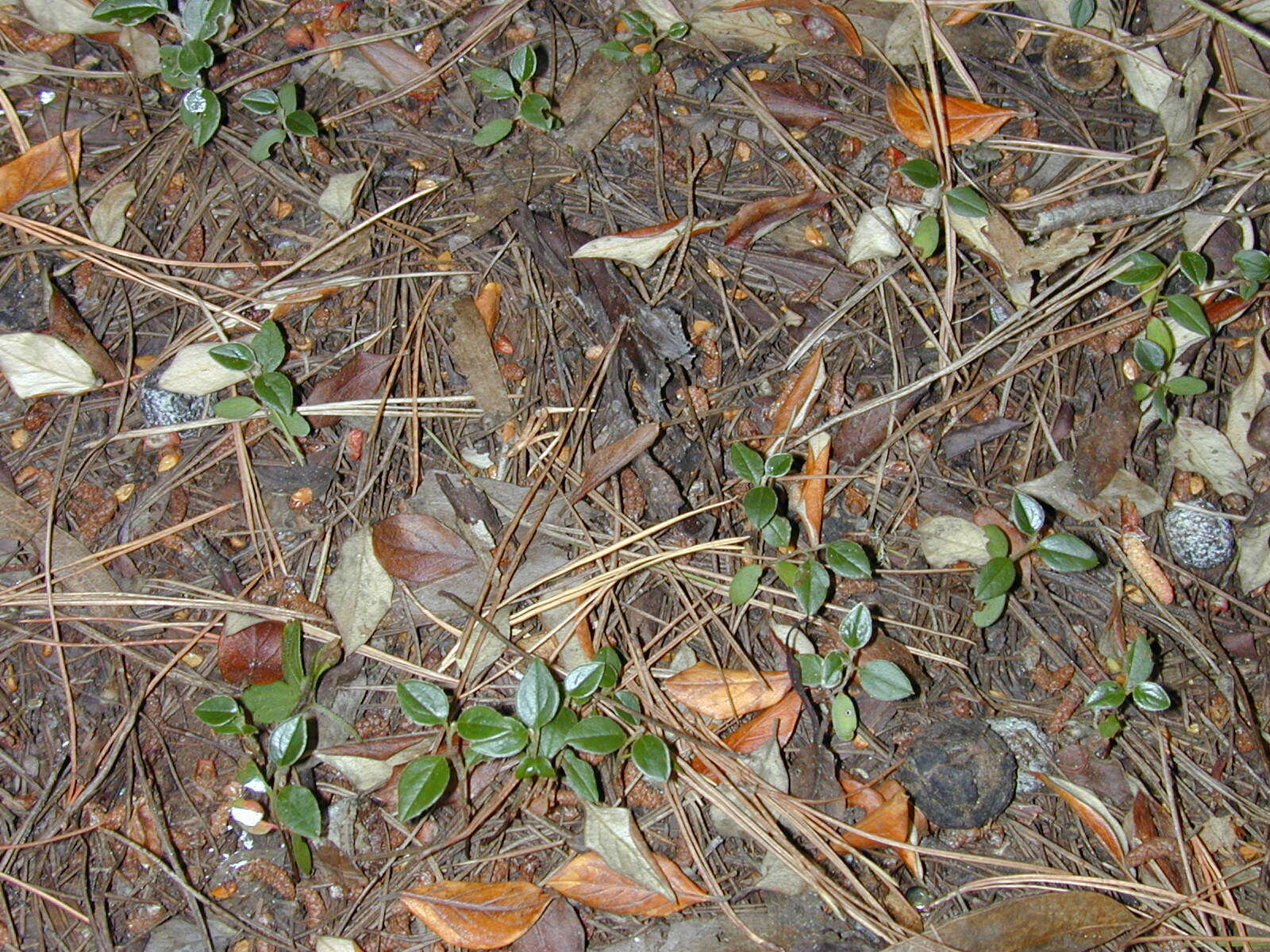 Sivun Cotoneaster pannosus Franch. kuva