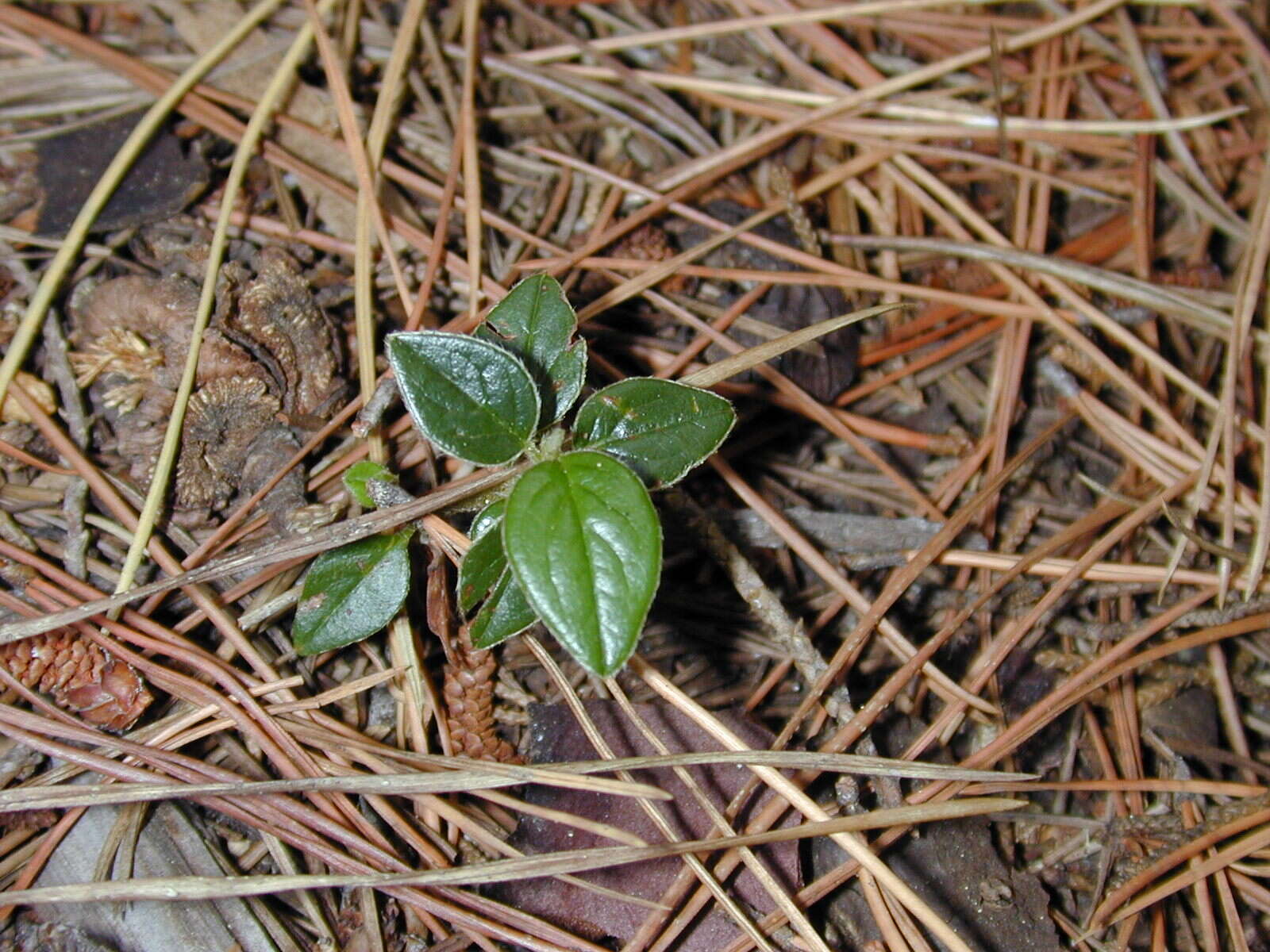 Image of silverleaf cotoneaster