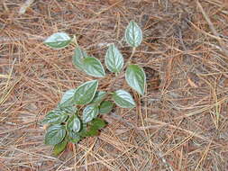 Image of silverleaf cotoneaster