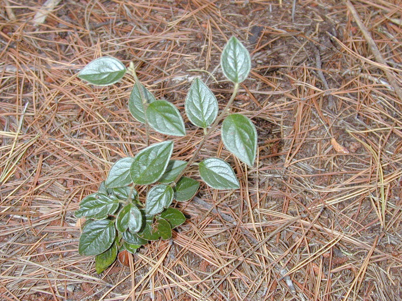 Image of silverleaf cotoneaster