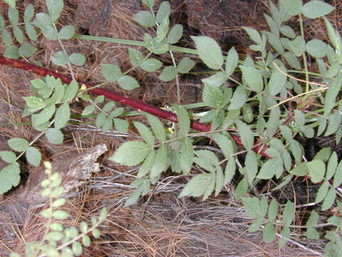 Image of Mysore raspberry