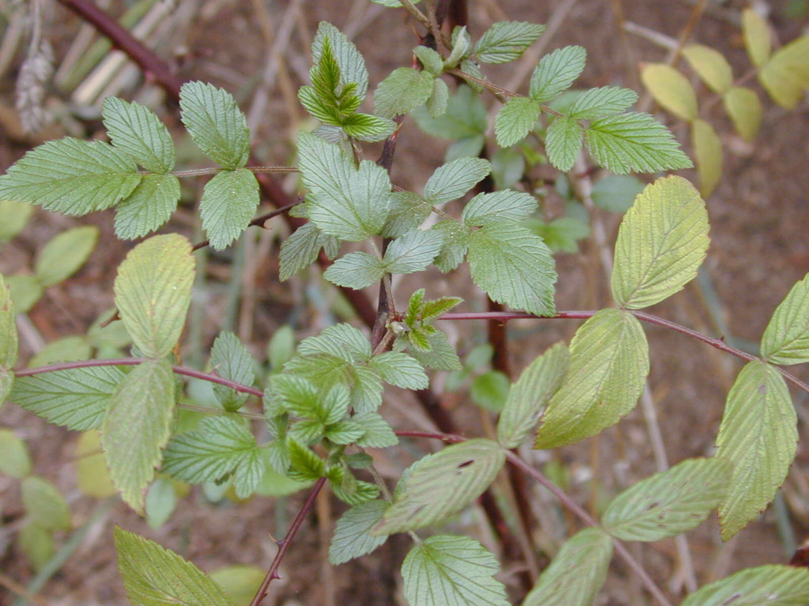 Image of Mysore raspberry