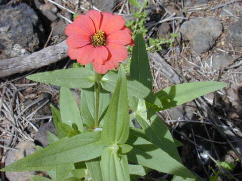 Image of Peruvian zinnia