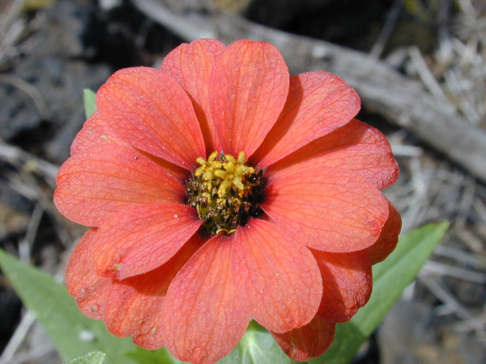 Image of Peruvian zinnia