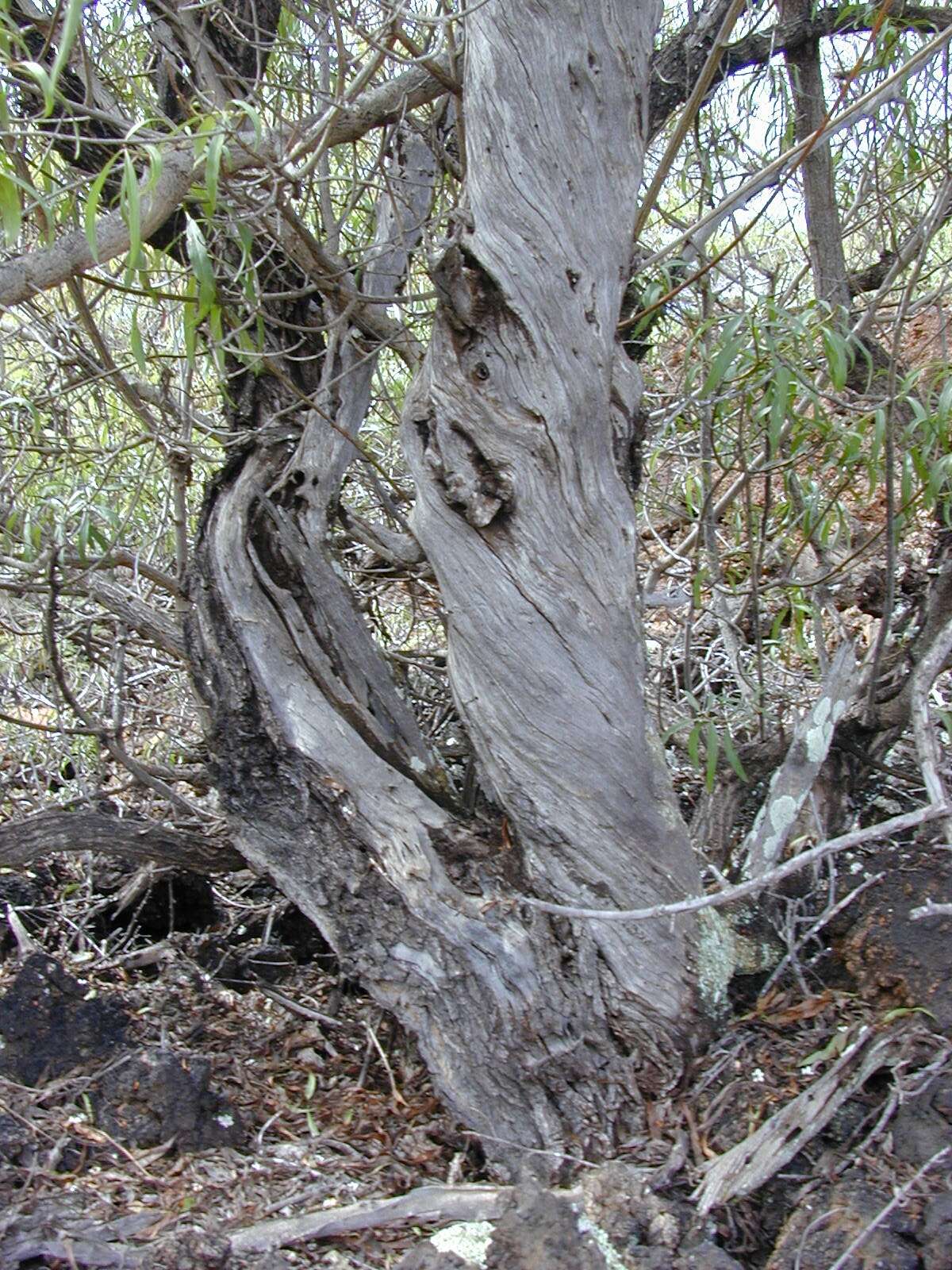 Myoporum sandwicense (A. DC.) Gray resmi