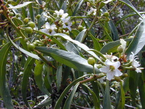 Myoporum sandwicense (A. DC.) Gray resmi