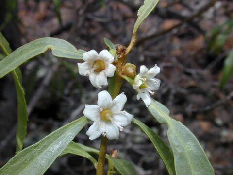 Myoporum sandwicense (A. DC.) Gray resmi