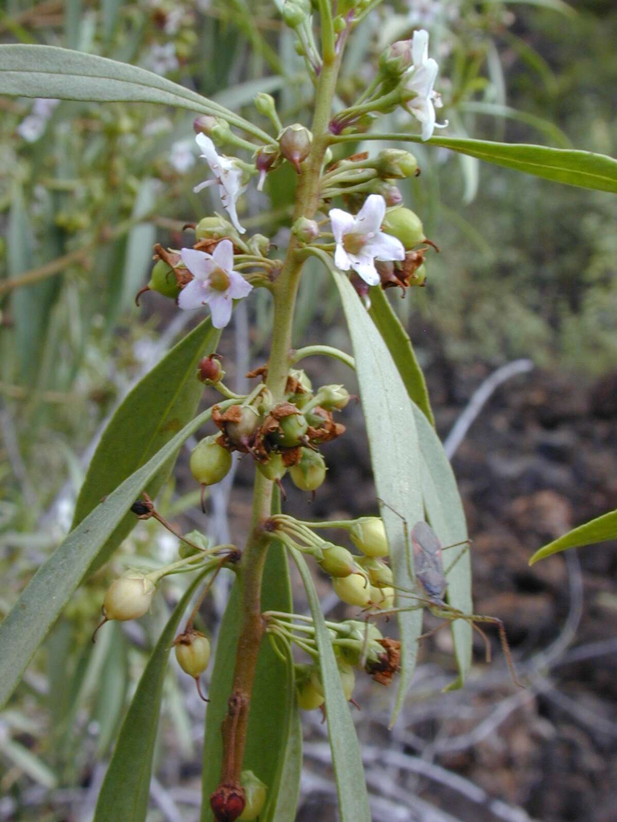 Myoporum sandwicense (A. DC.) Gray resmi