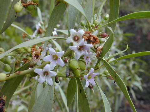 Myoporum sandwicense (A. DC.) Gray resmi