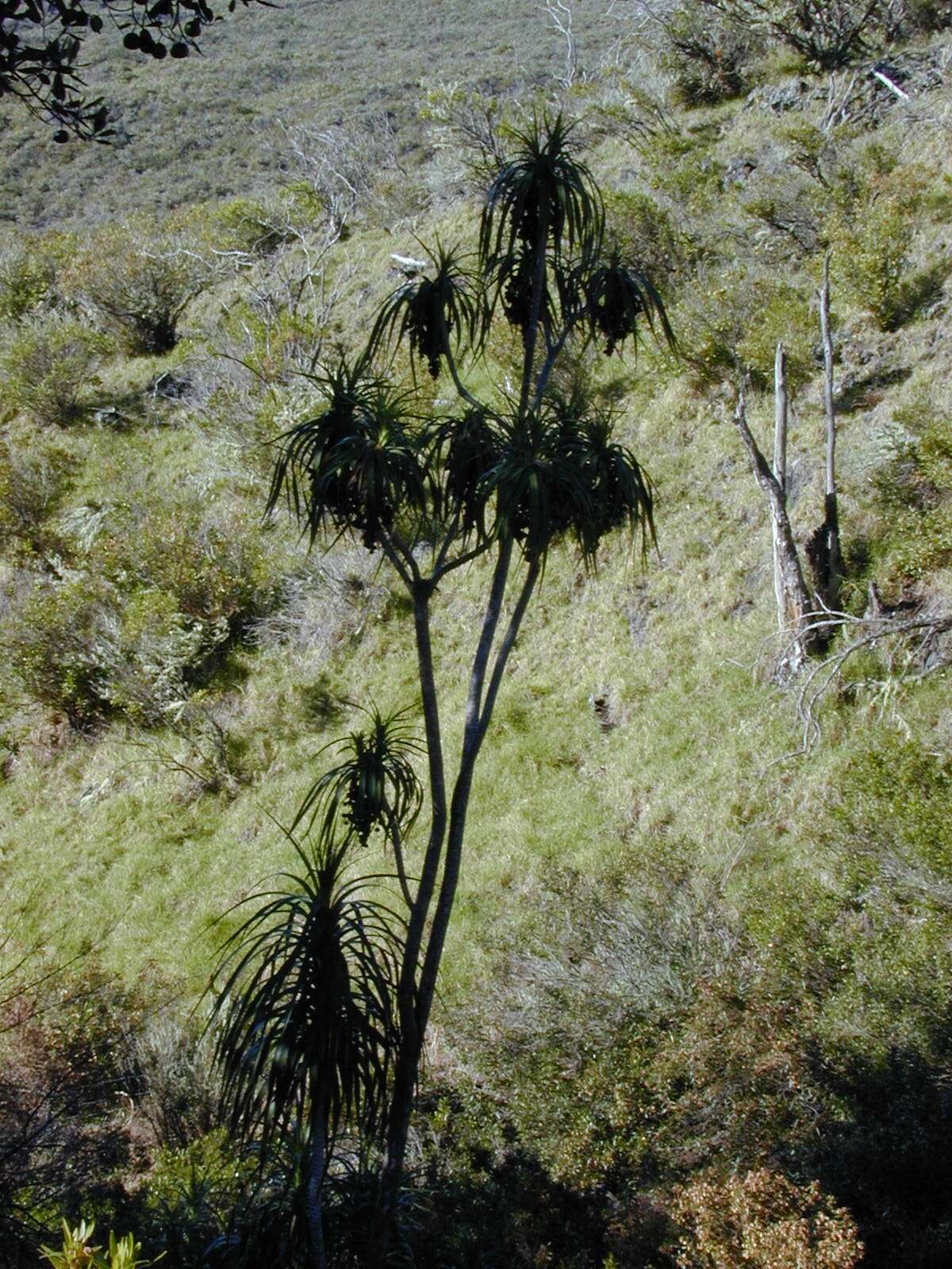 Plancia ëd Dracaena rockii (H. St. John) Jankalski