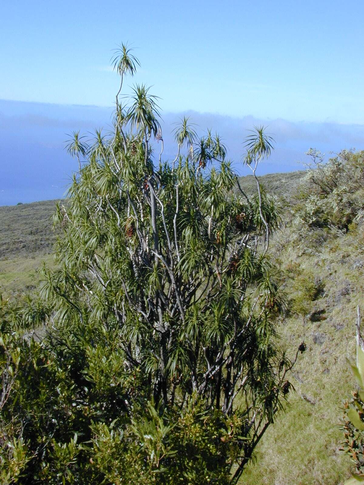 Plancia ëd Dracaena rockii (H. St. John) Jankalski