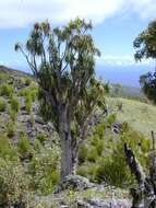 Plancia ëd Dracaena rockii (H. St. John) Jankalski