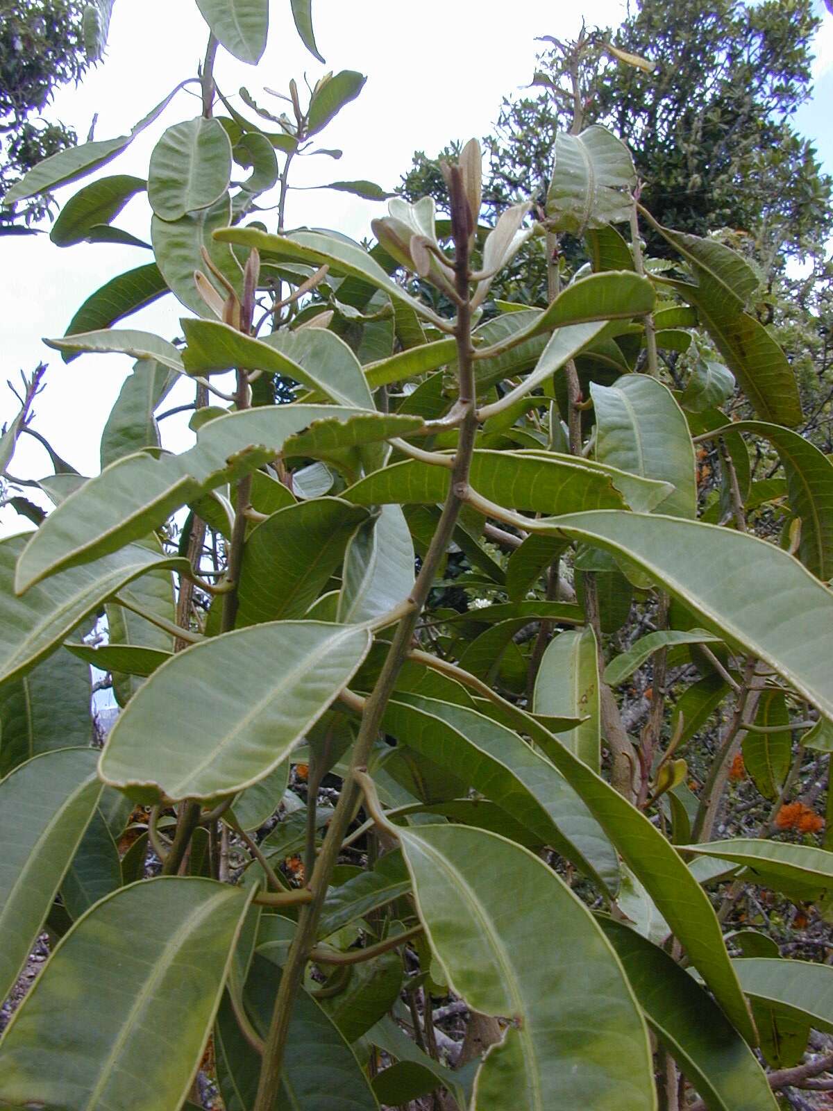 Image of broadleaf papala