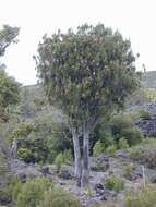 Plancia ëd Dracaena rockii (H. St. John) Jankalski