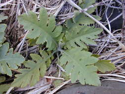 Image of parrotweed