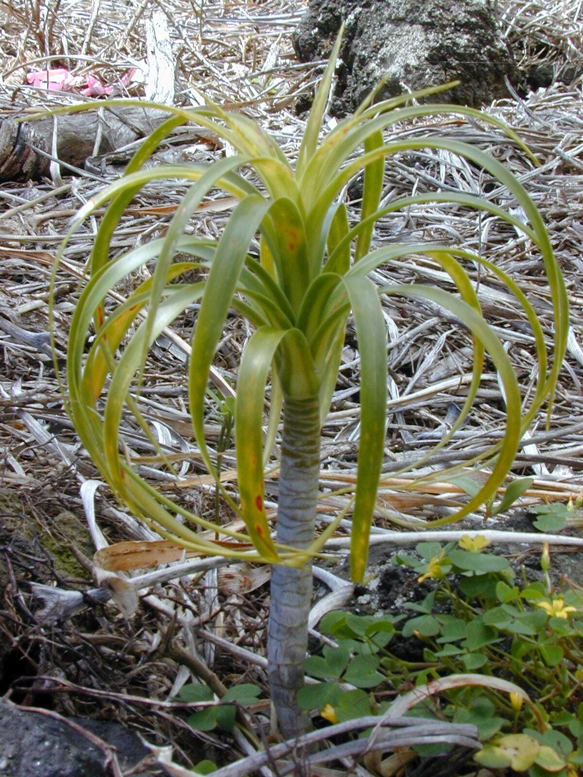 Plancia ëd Dracaena rockii (H. St. John) Jankalski