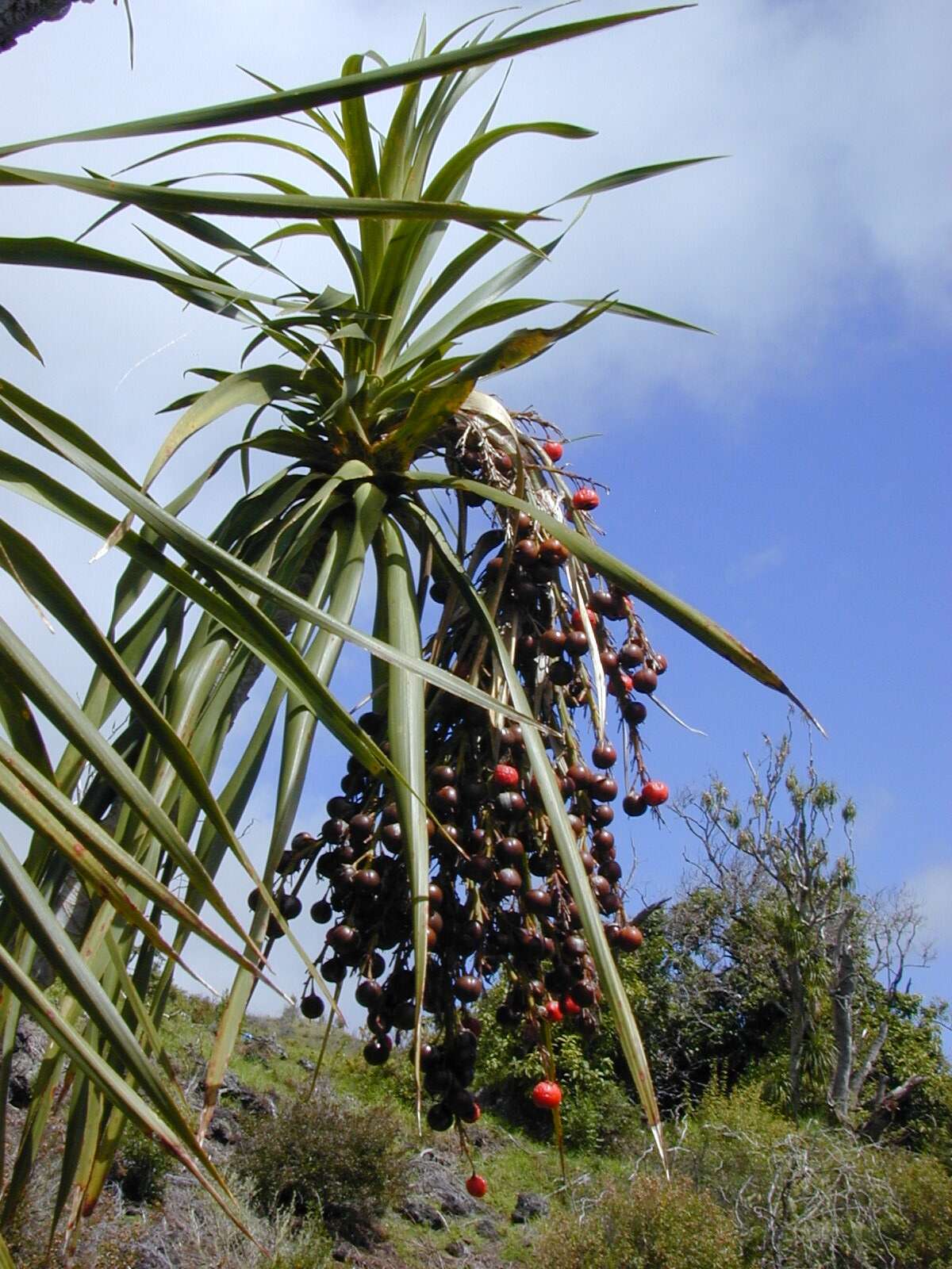 Plancia ëd Dracaena rockii (H. St. John) Jankalski